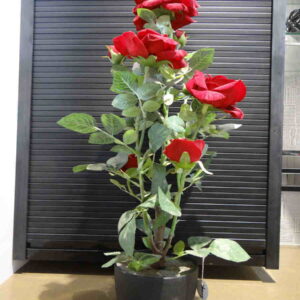 VELVET ROSE PLANT IN POT (HEIGHT - 2.5 FT)
